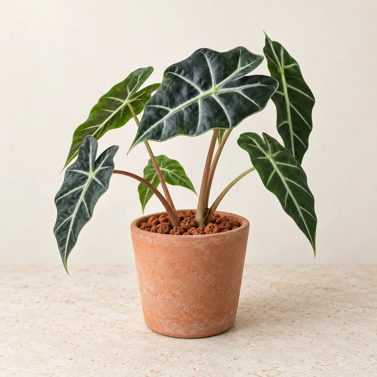 Imagen generada con IA de Alocasia Polly (Alocasia × mortfontanensis 'Polly'), basada en fotografía de referencia