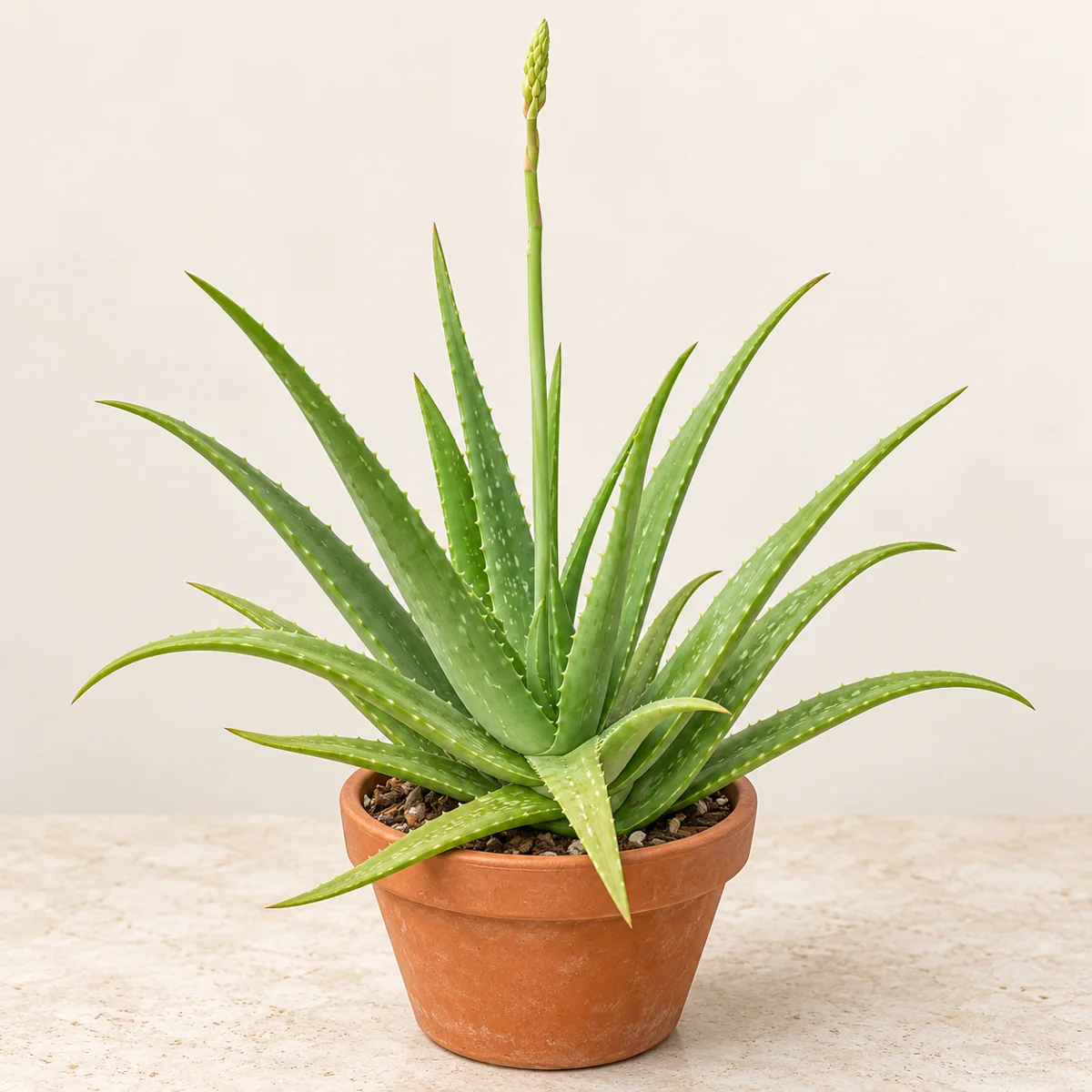 Imagen generada con IA de Aloe vera (Aloe vera), basada en fotografía de referencia
