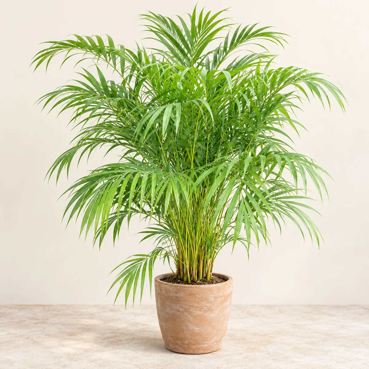 Imagen generada con IA de Areca (Chrysalidocarpus lutescens), basada en fotografía de referencia