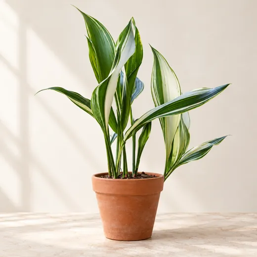 Imagen generada con IA de Aspidistra (Aspidistra elatior), basada en fotografía de referencia