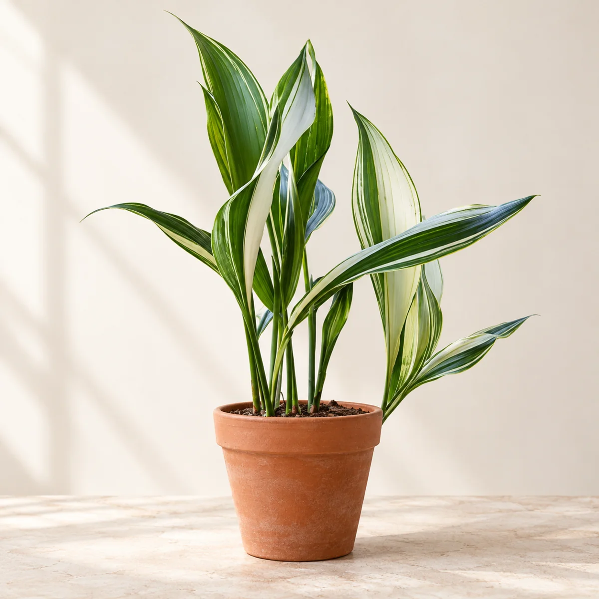 Imagen generada con IA de Aspidistra (Aspidistra elatior), basada en fotografía de referencia