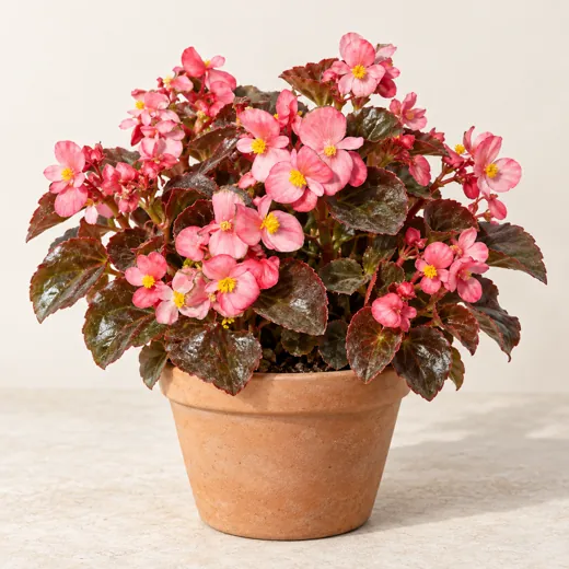 Imagen generada con IA de Begonia de flor (Begonia, grupo Semperflorens-Cultorum), basada en fotografía de referencia