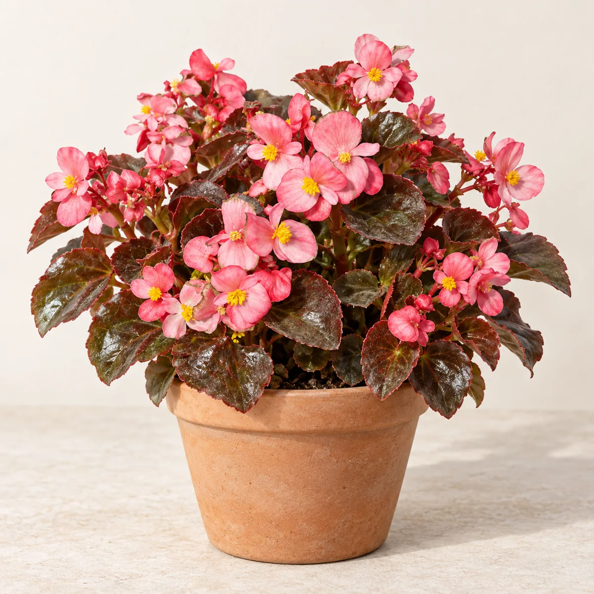 Imagen generada con IA de Begonia de flor (Begonia, grupo Semperflorens-Cultorum), basada en fotografía de referencia