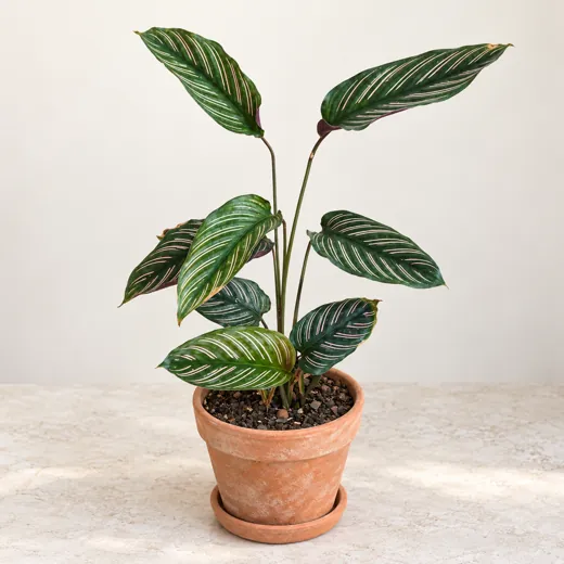 Imagen generada con IA de Calathea ornata (Goeppertia ornata), basada en fotografía de referencia