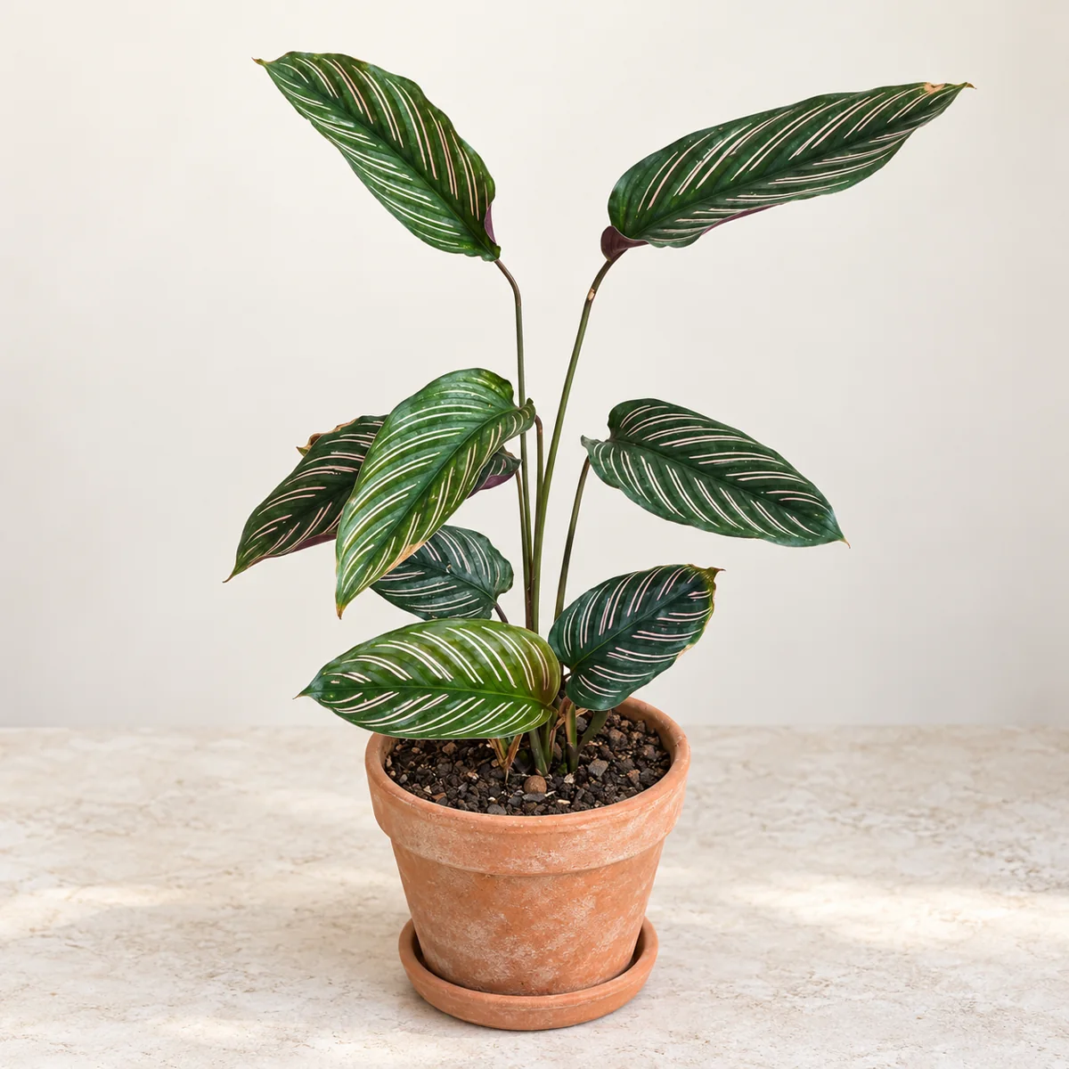 Imagen generada con IA de Calathea ornata (Goeppertia ornata), basada en fotografía de referencia