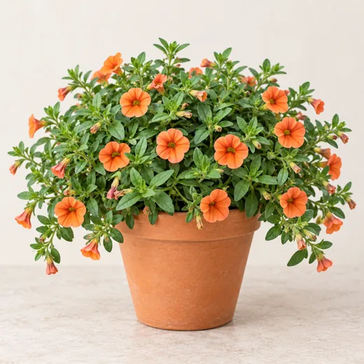 Imagen generada con IA de Calibrachoa (Calibrachoa × hybrida), basada en fotografía de referencia