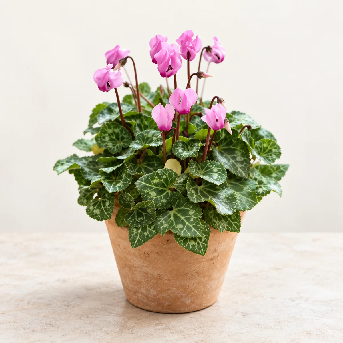 Imagen generada con IA de Ciclamen (Cyclamen persicum, híbridos de floristería), basada en fotografía de referencia