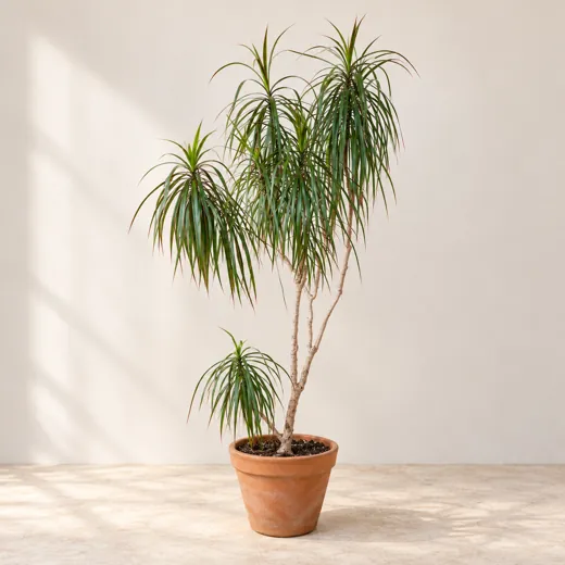 Imagen generada con IA de Drácena marginata (Dracaena marginata), basada en fotografía de referencia