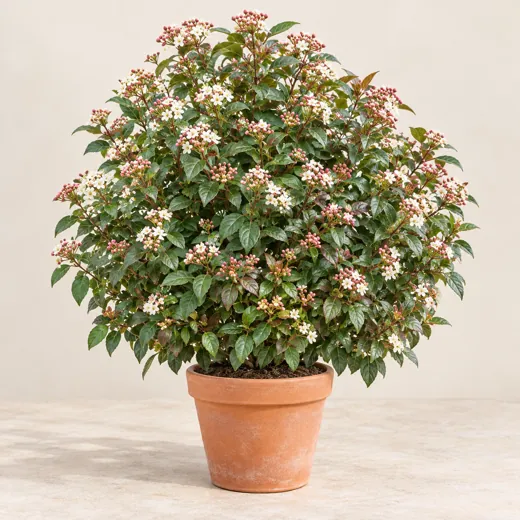 Imagen generada con IA de Durillo (Viburnum tinus), basada en fotografía de referencia