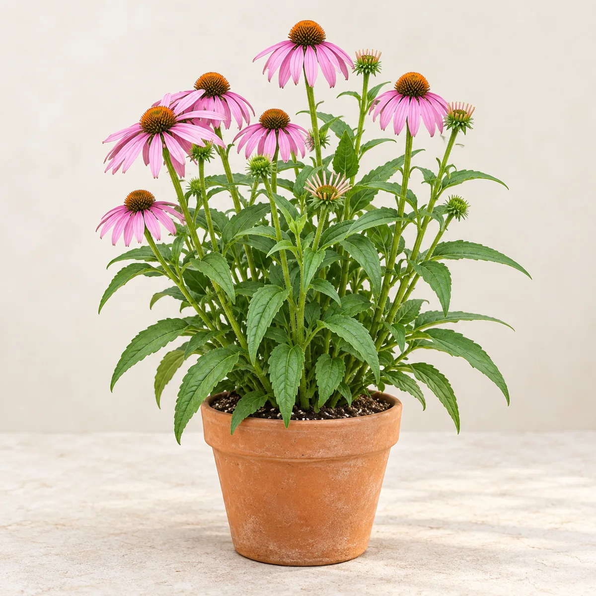 Imagen generada con IA de Equinácea (Echinacea purpurea), basada en fotografía de referencia