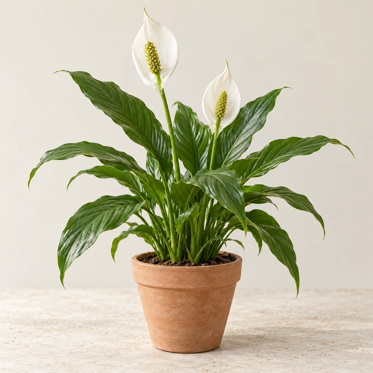 Imagen generada con IA de Espatifilo (Spathiphyllum wallisii e híbridos), basada en fotografía de referencia