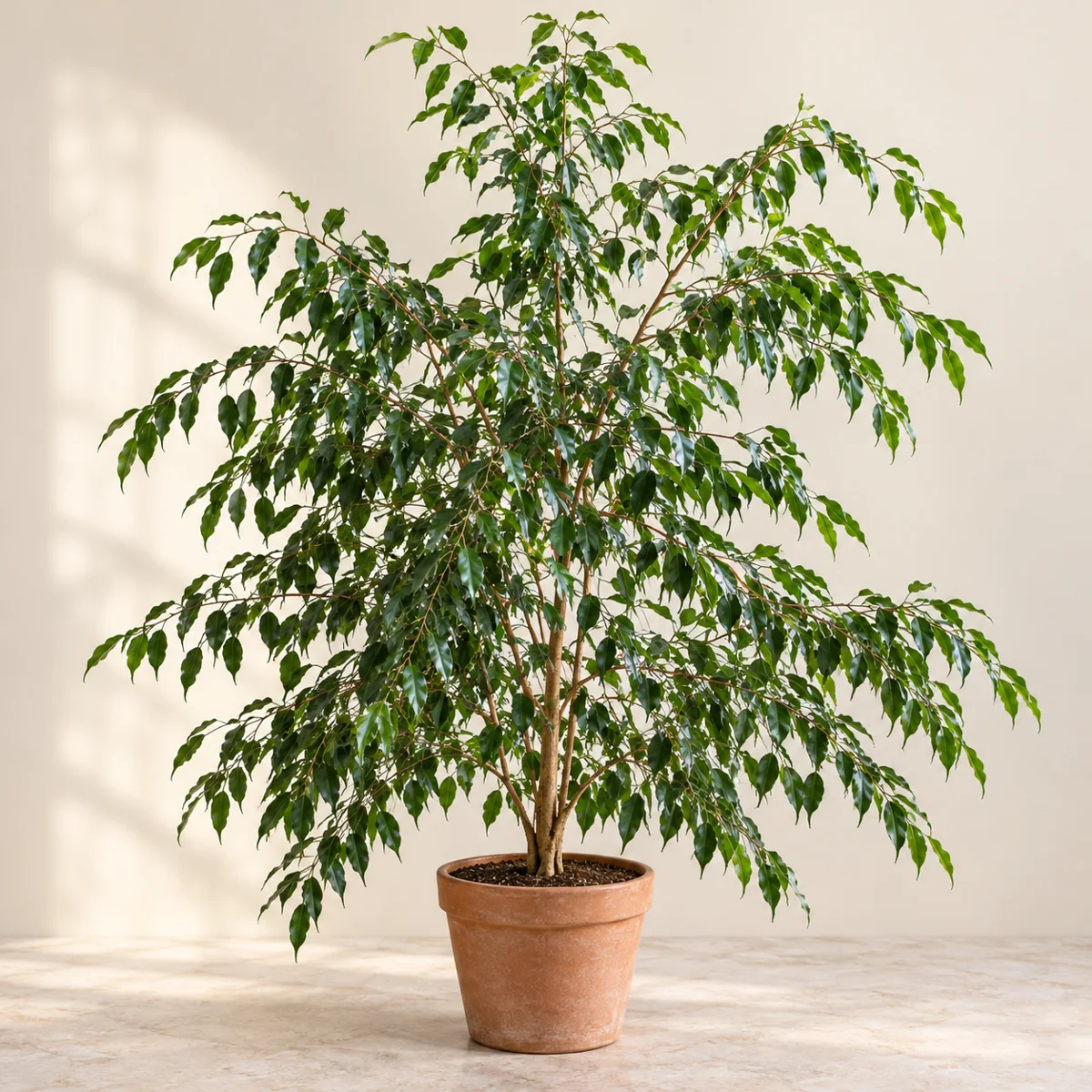 Imagen generada con IA de Ficus benjamina (Ficus benjamina), basada en fotografía de referencia