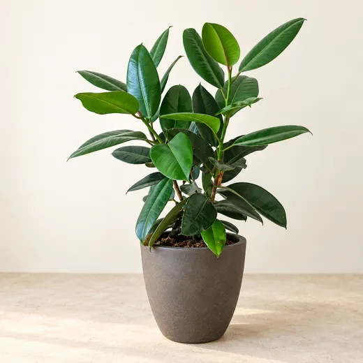 Imagen generada con IA de Ficus elastica (Ficus elastica), basada en fotografía de referencia