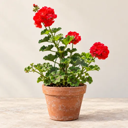 Imagen generada con IA de Geranio de balcón (Pelargonium, grupo Zonale), basada en fotografía de referencia