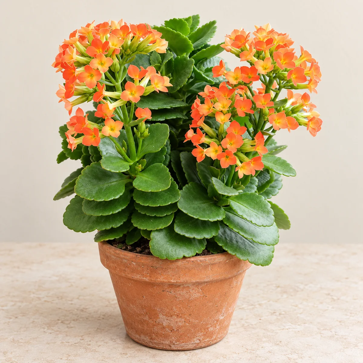 Imagen generada con IA de Kalanchoe (Kalanchoe blossfeldiana), basada en fotografía de referencia