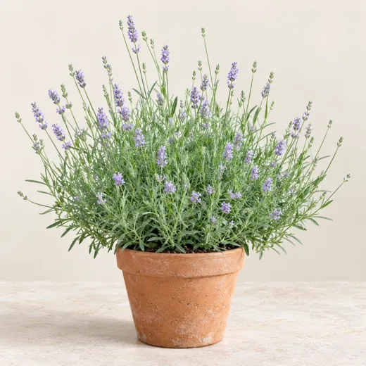 Imagen generada con IA de Lavanda (Lavandula angustifolia), basada en fotografía de referencia