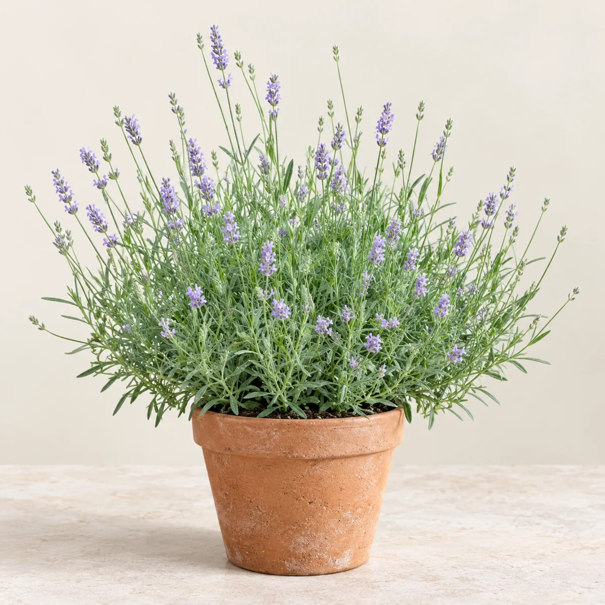 Imagen generada con IA de Lavanda (Lavandula angustifolia), basada en fotografía de referencia