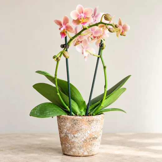 Imagen generada con IA de Orquídea Phalaenopsis (Phalaenopsis, híbridos comerciales), basada en fotografía de referencia
