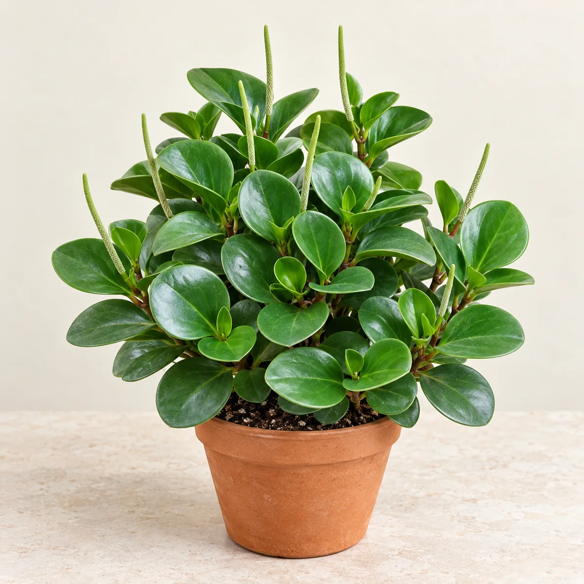 Imagen generada con IA de Peperomia (Peperomia obtusifolia), basada en fotografía de referencia