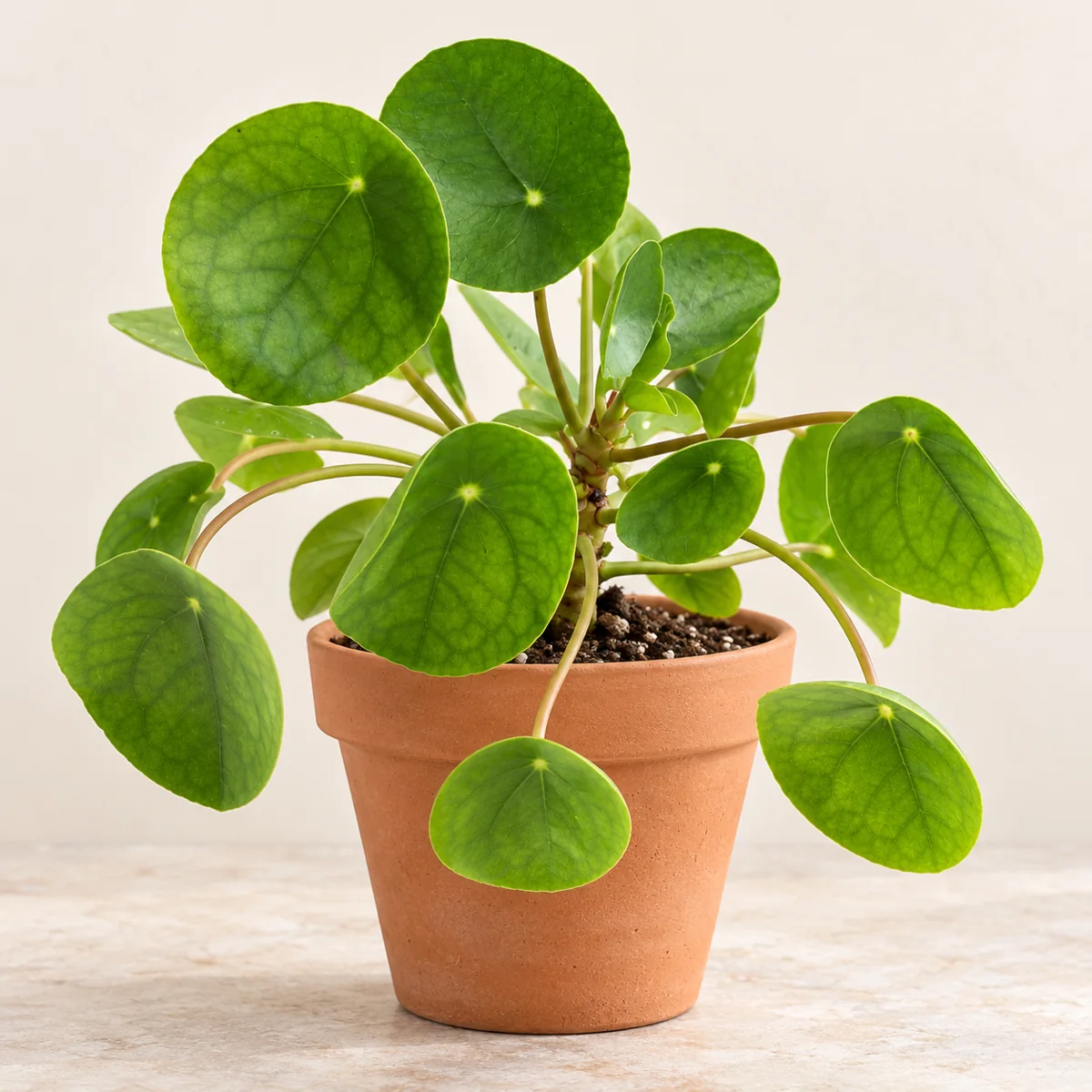 Imagen generada con IA de Pilea (Pilea peperomioides), basada en fotografía de referencia
