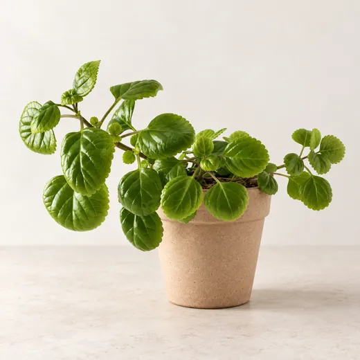 Imagen generada con IA de Planta del dinero (Plectranthus verticillatus), basada en fotografía de referencia