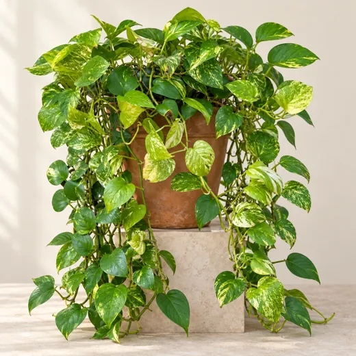 Imagen generada con IA de Poto (Epipremnum aureum), basada en fotografía de referencia