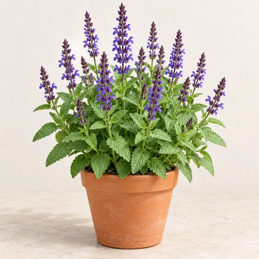 Imagen generada con IA de Salvia nemorosa (Salvia nemorosa), basada en fotografía de referencia