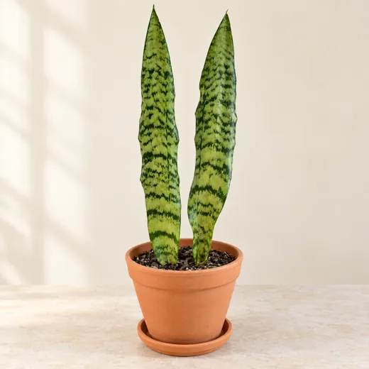 Imagen generada con IA de Sansevieria (Dracaena trifasciata), basada en fotografía de referencia