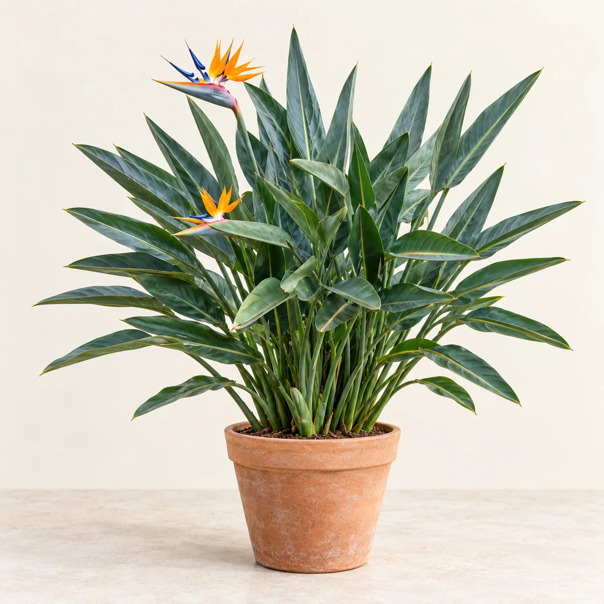 Imagen generada con IA de Strelitzia (Strelitzia reginae), basada en fotografía de referencia