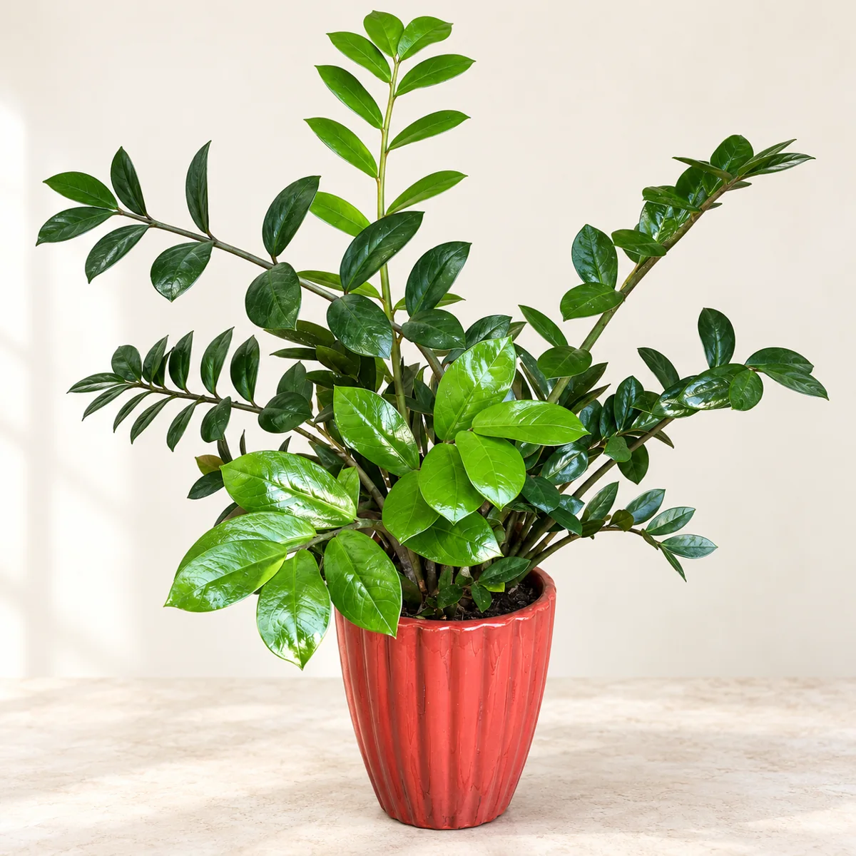 Imagen generada con IA de Zamioculca (Zamioculcas zamiifolia), basada en fotografía de referencia